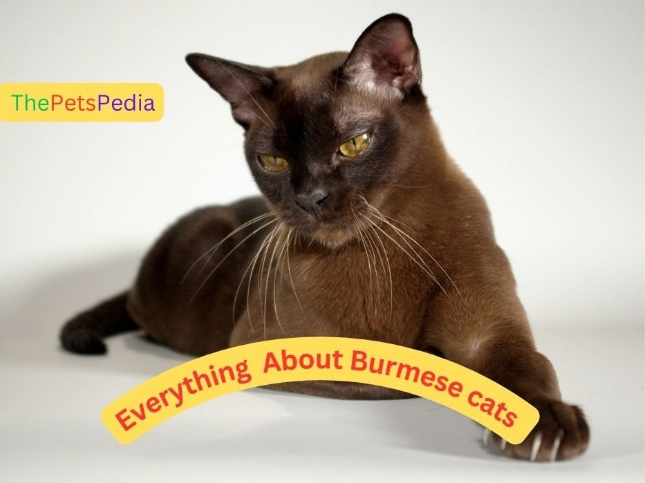 Burmese cat with sleek coats and expressive eyes Thepetspedia.com