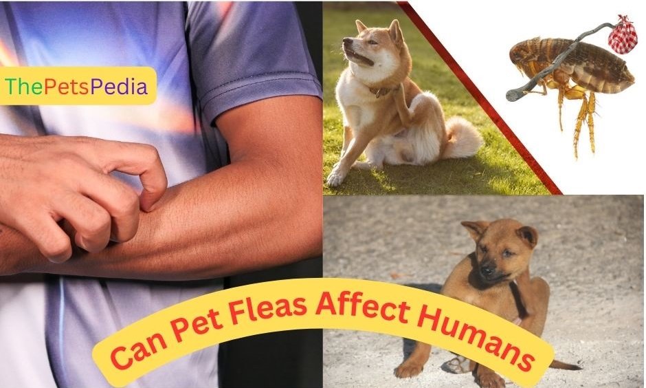 Can Pet Fleas Affect Humans.