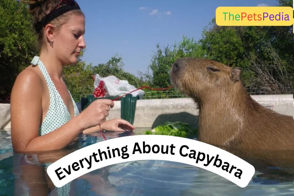 Pet Capybara enjoying in pool with owner