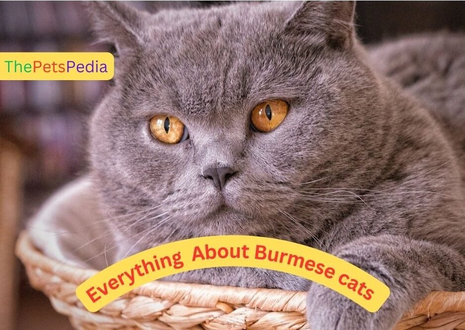 Everything You Need to Know About British Shorthair Cat- ThePetsPedia.com