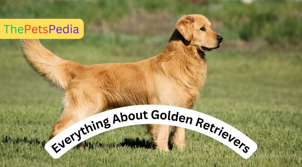 Everything About Golden Retrievers- Thepetspedia.com