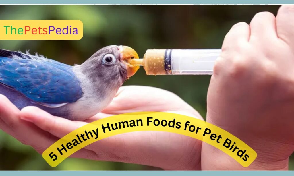 Human Foods for Pet Birds