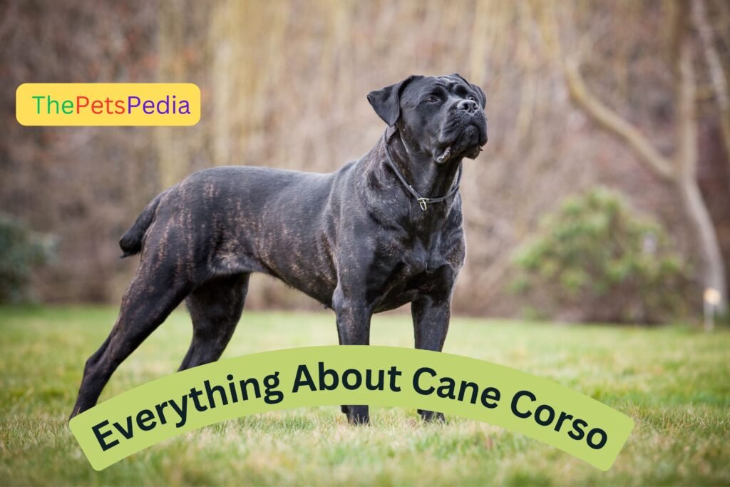 Everything You Need to Know About Cane Corso_ Thepetspedia.com