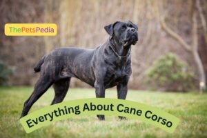 Everything You Need to Know About Cane Corso_ Thepetspedia.com