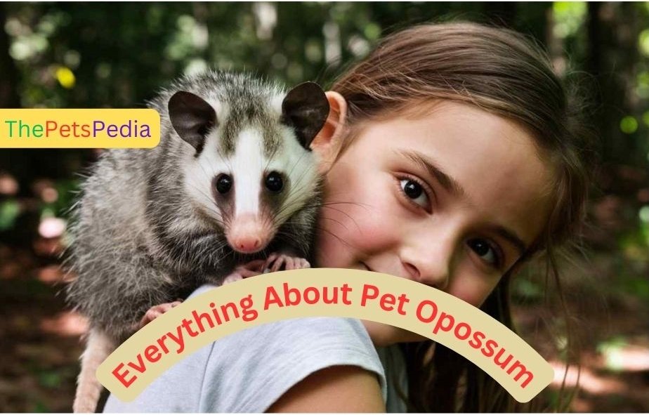 Everything About Pet Opossum