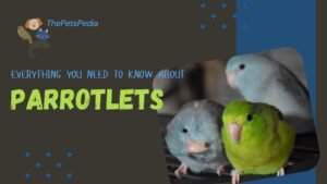 Everything You Need to Know About Parrotlets | tHEPETSPEDIA.COM