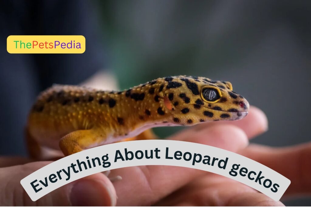 Leopard geckos