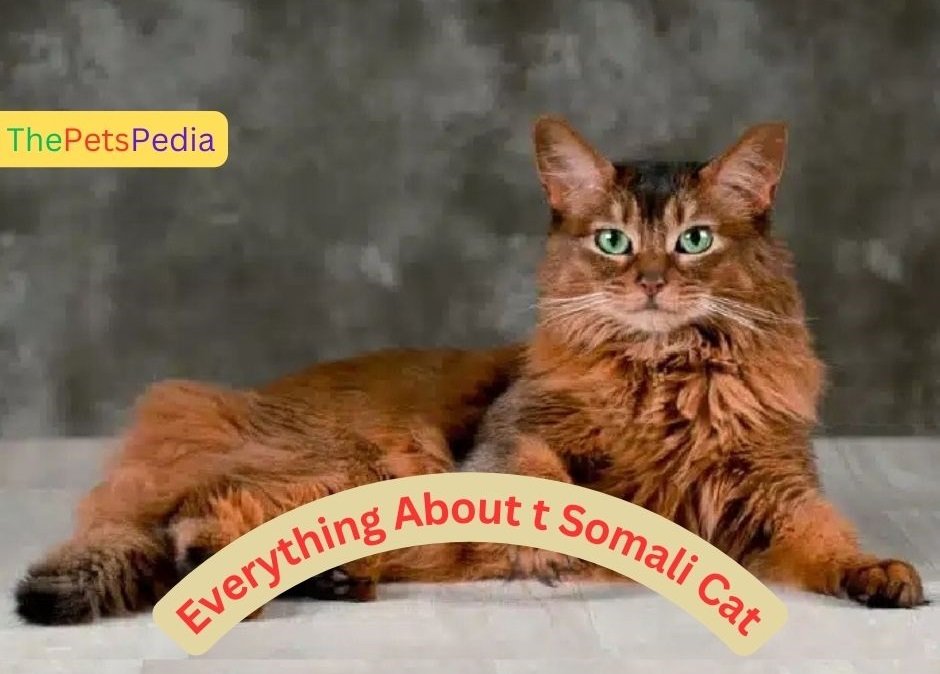 Learn all about Somali cats: history, personality, care needs, and more. A complete guide for pet owners interested in this lively, affectionate breed.