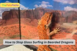 How to Stop Glass Surfing in Bearded Dragons A Guide to Addressing Stress