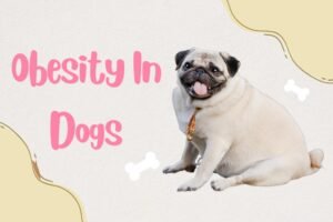 Obesity In Dogs Thepetspedia